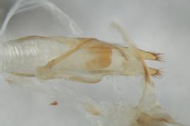   M. clamator  genitalia distal
